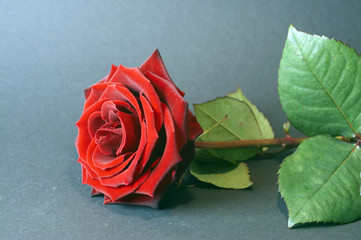 red rose