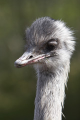 ostrich