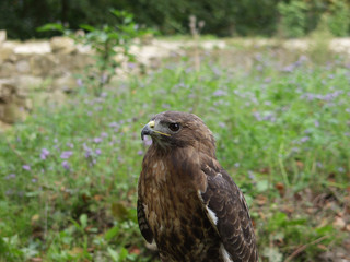 Greifvogel