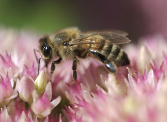 Honey bee gathering nectar