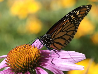 Monarch butterfly feeding