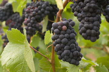 purplegrapes01