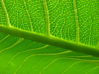 Leaf Texture