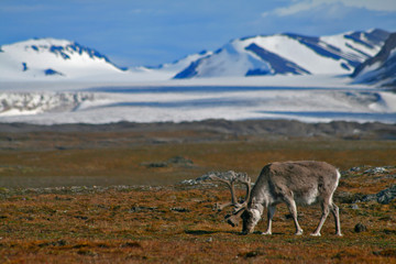Arctic Reindeer