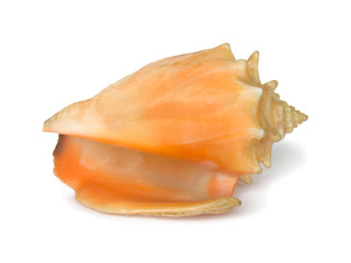 Conch, close-up