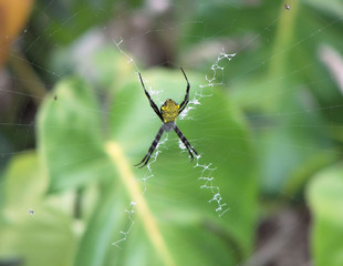 X marks the banana spider (writing spider) - hawaii