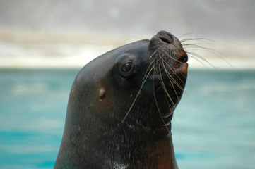 otarie © Droneur.fr