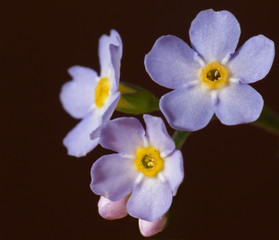 Obraz premium Forget-me-not's flowers