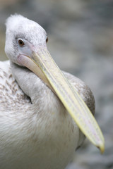 Pelican