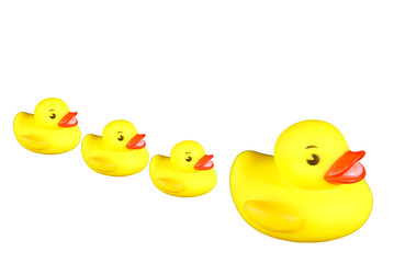 Rubber duckies all in a row