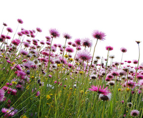  pink flowers in a field