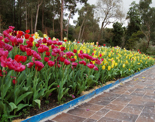     tulips