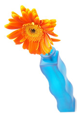 orange gerber in blue vase