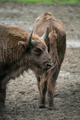 Fototapeta premium Wisent