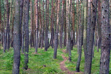 Naklejka premium pines 02