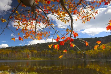 Papier Peint photo autocollant Parc naturel Couleurs du feuillage d& 39 automne