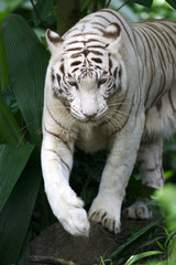 White Tiger