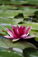 the waterlily