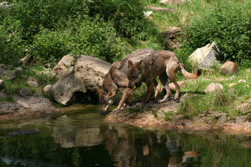 Fototapeta na wymiar Wolves na Wodzie
