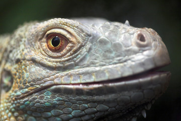Reptilienauge