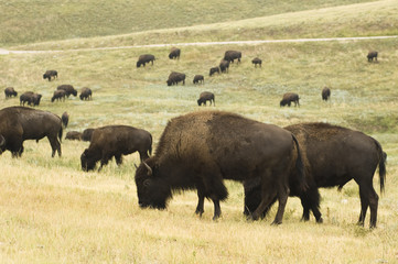 Buffalo Herd 5