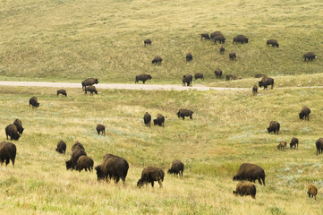 Buffalo Herd 6