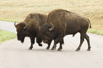 Buffalo crossing the road