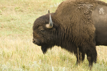 Fototapeta premium Bull Buffalo 1