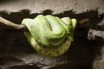 serpent vert