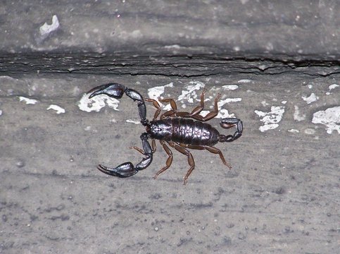 scorpion