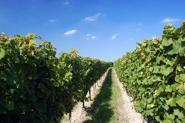 Fototapeta na wymiar a german vineyard near the rhein river