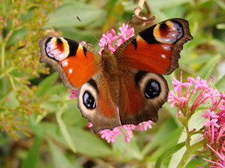 Papillon - paon du jour
