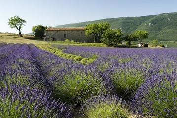 Plakat Lavender field with trees and house