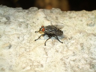 Fly