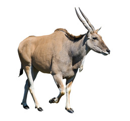 Eland antelope isolated over white background
