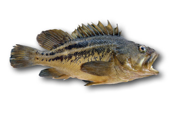 Fish isolated on white, clipping path included