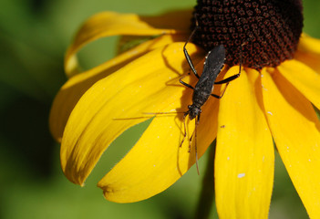Broad-Headed Bug