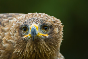 Steppe Eagle