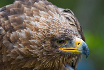 Steppe Eagle