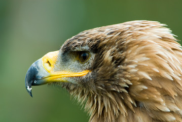 Steppe Eagle