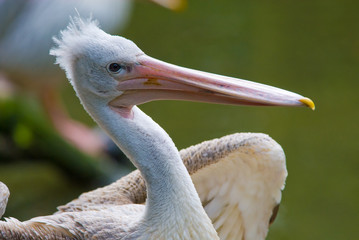 pelican
