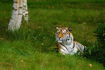 beautiful tiger