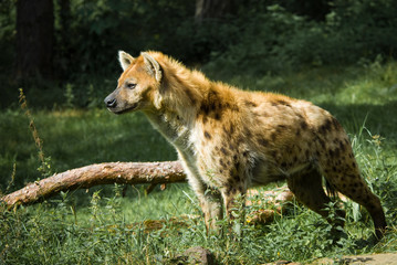 beautiful hyena