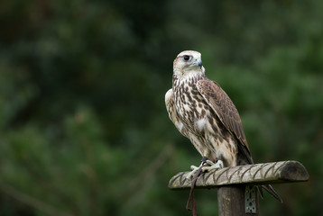 beautiful falcon