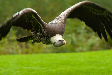 vulture in flight