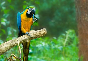 blue-and-yellow macaw