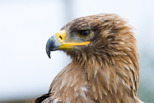 Steppe Eagle