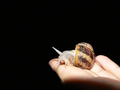 escargot