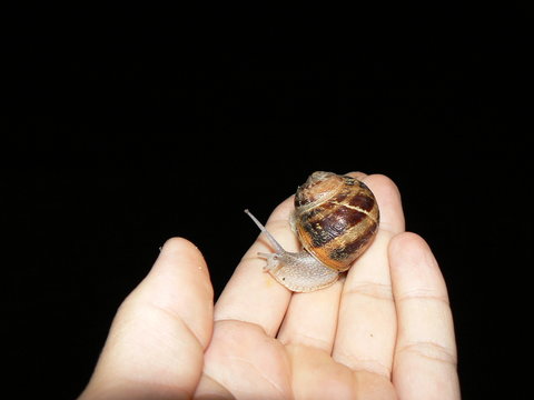 escargot