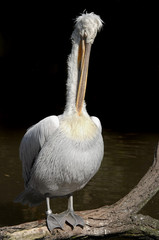 Dalmatian pelican